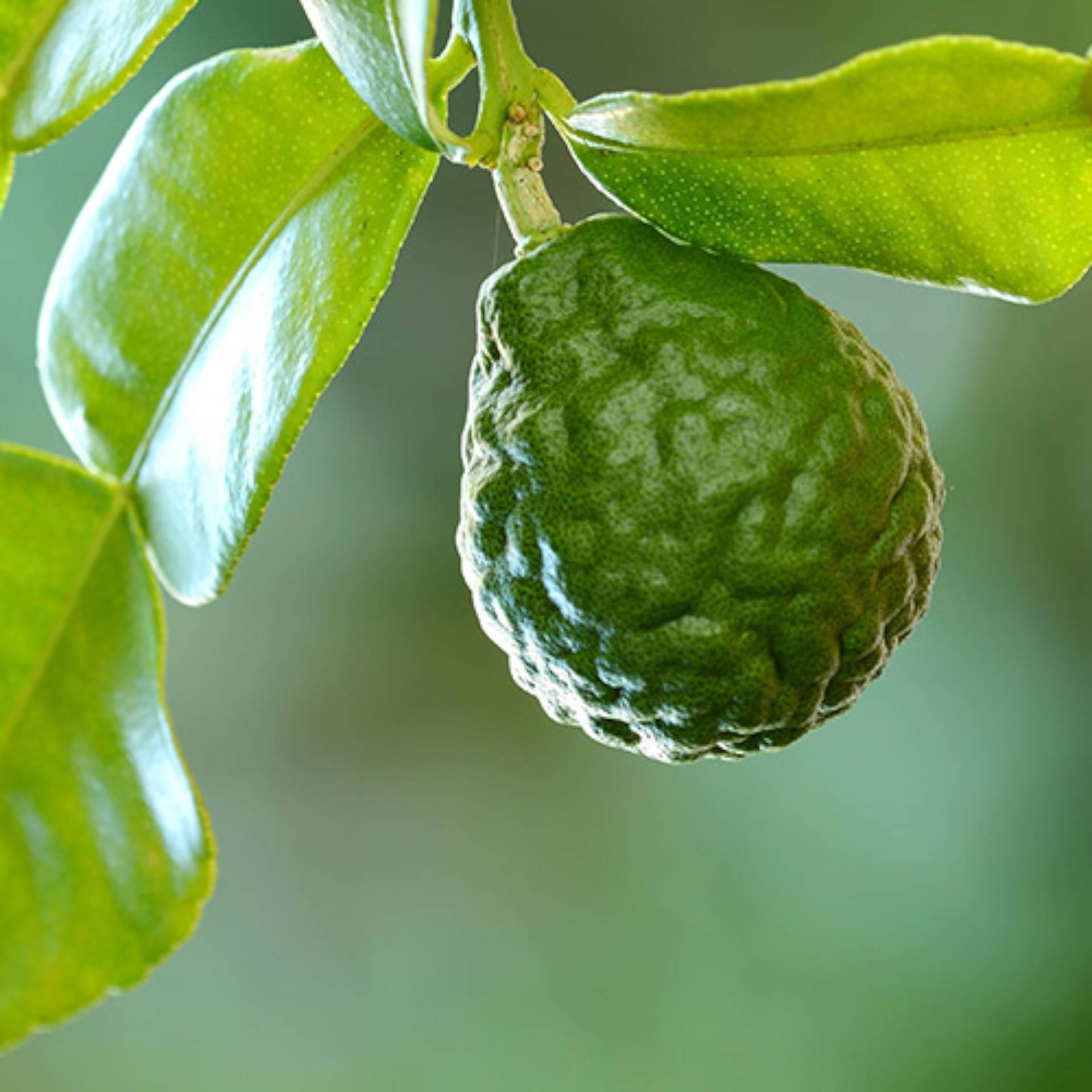 Bergamot fruit