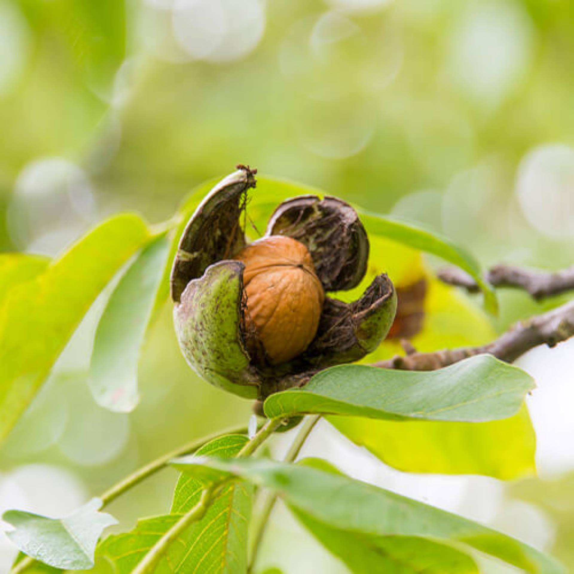 Black Walnut