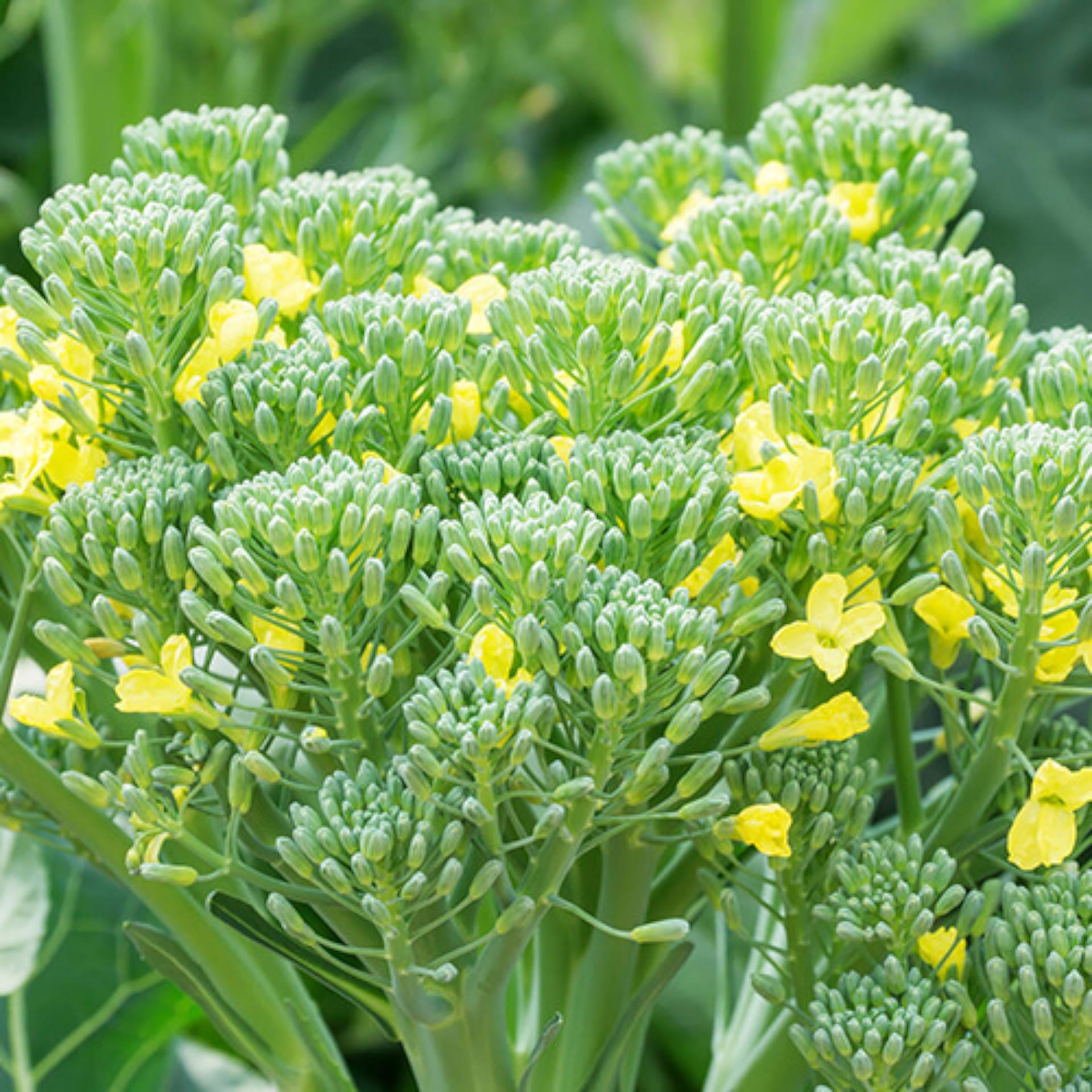 Broccoli flowers