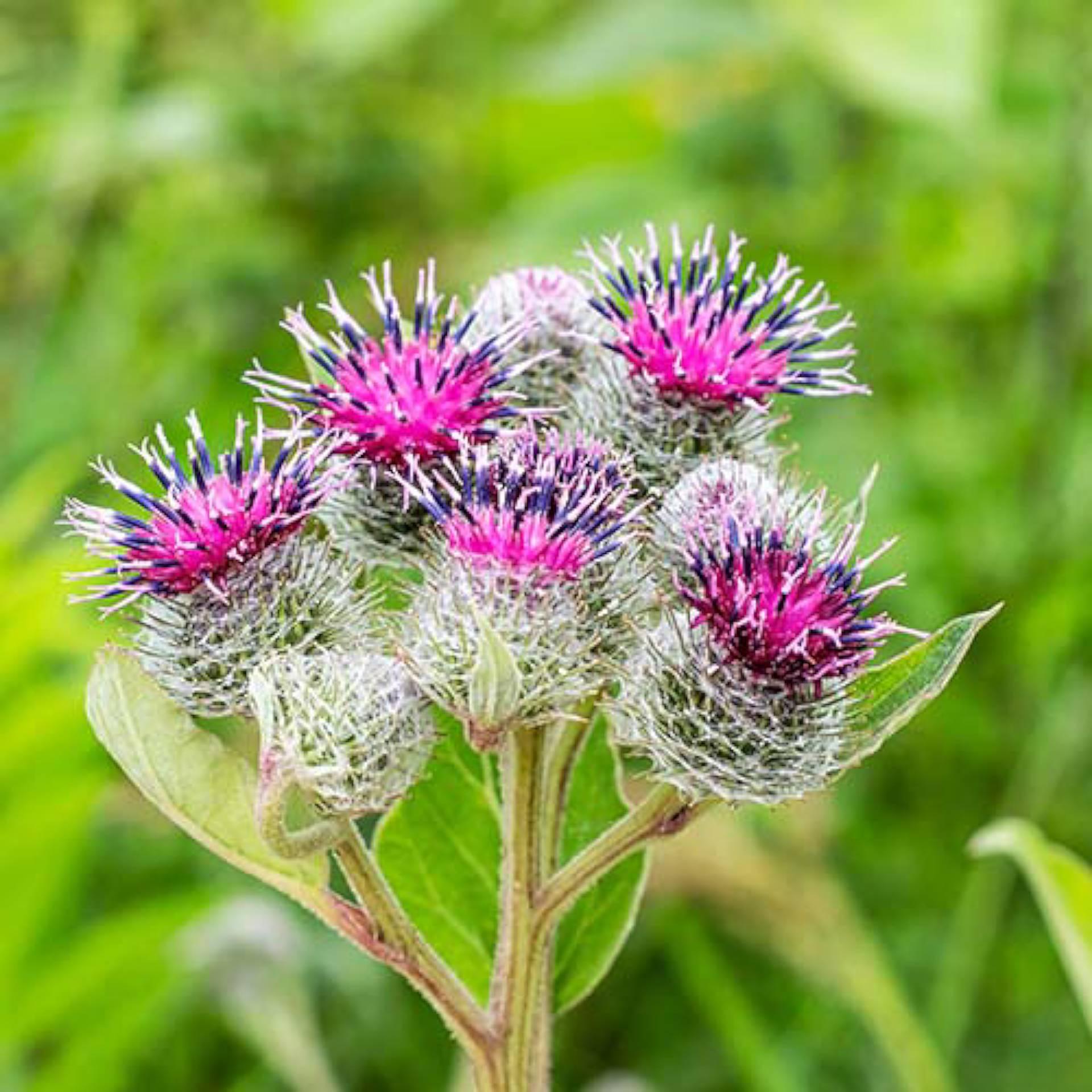 Burdock root extract