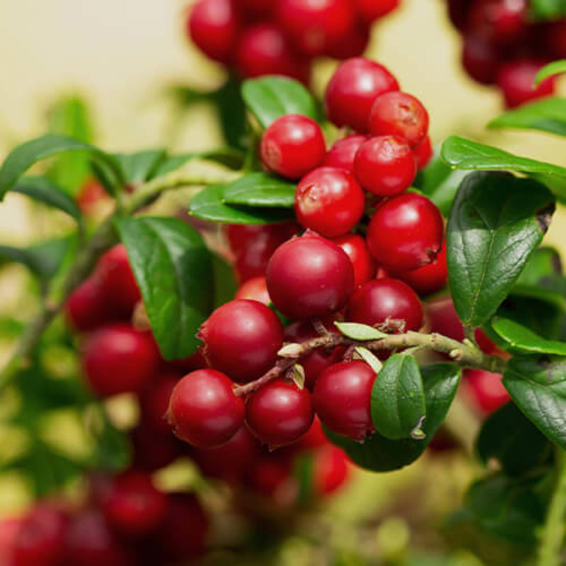 Cranberry Fruit