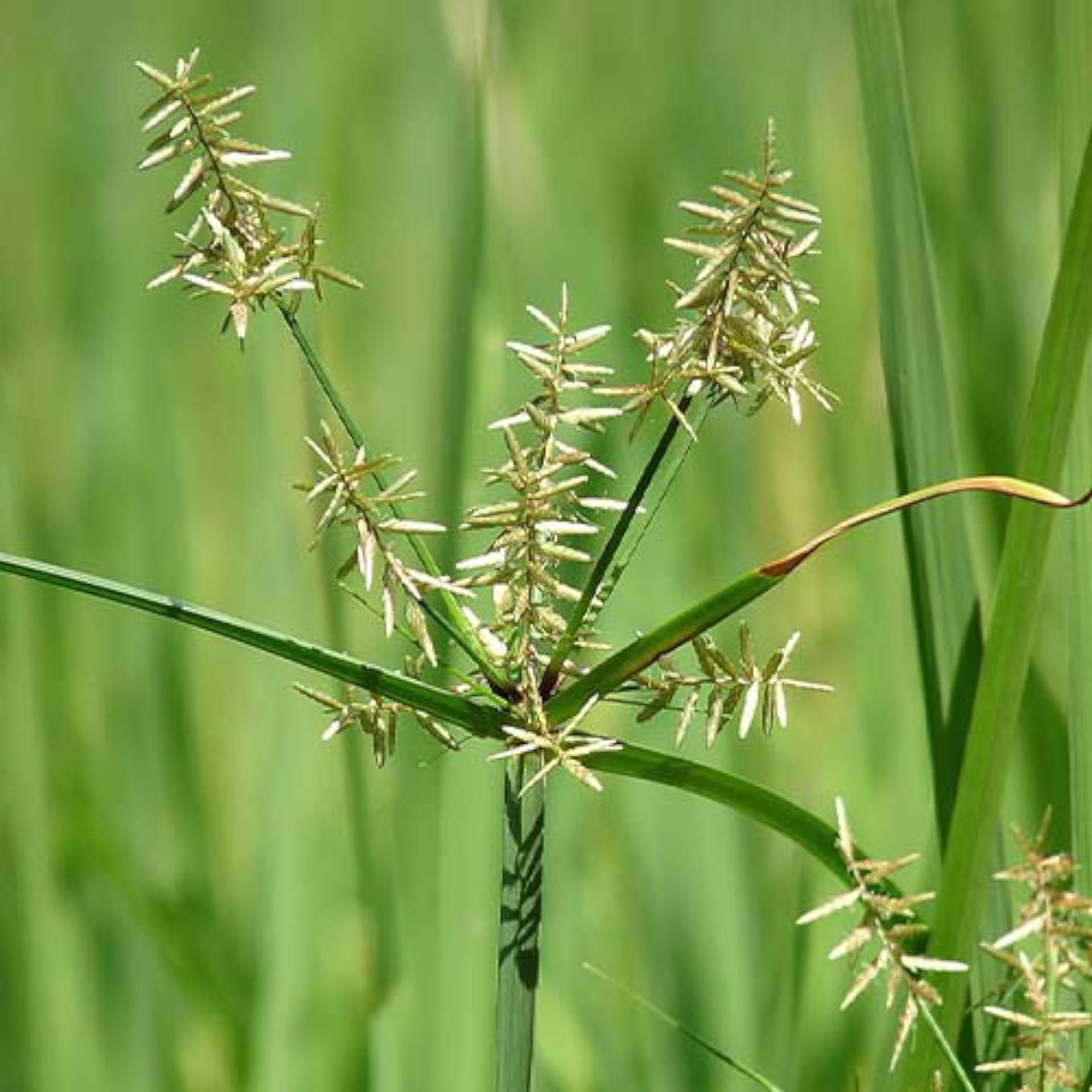 Cyperus rhizome extract