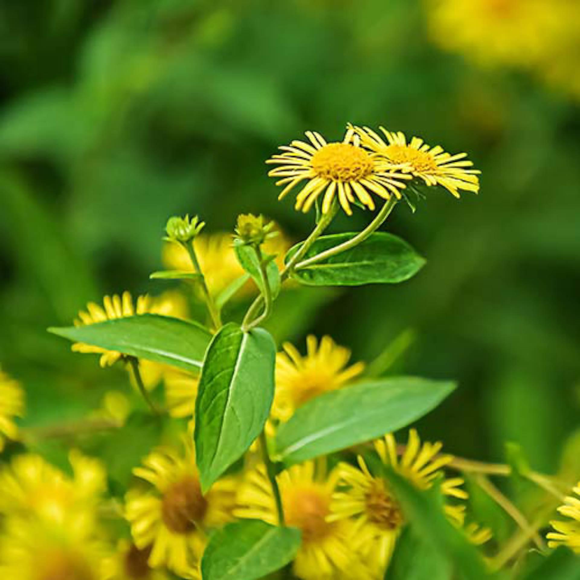 Elecampane root