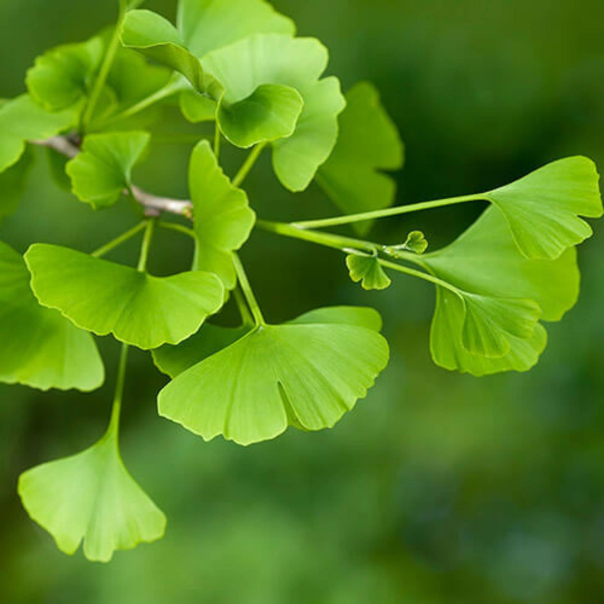 Ginkgo leaf and extract