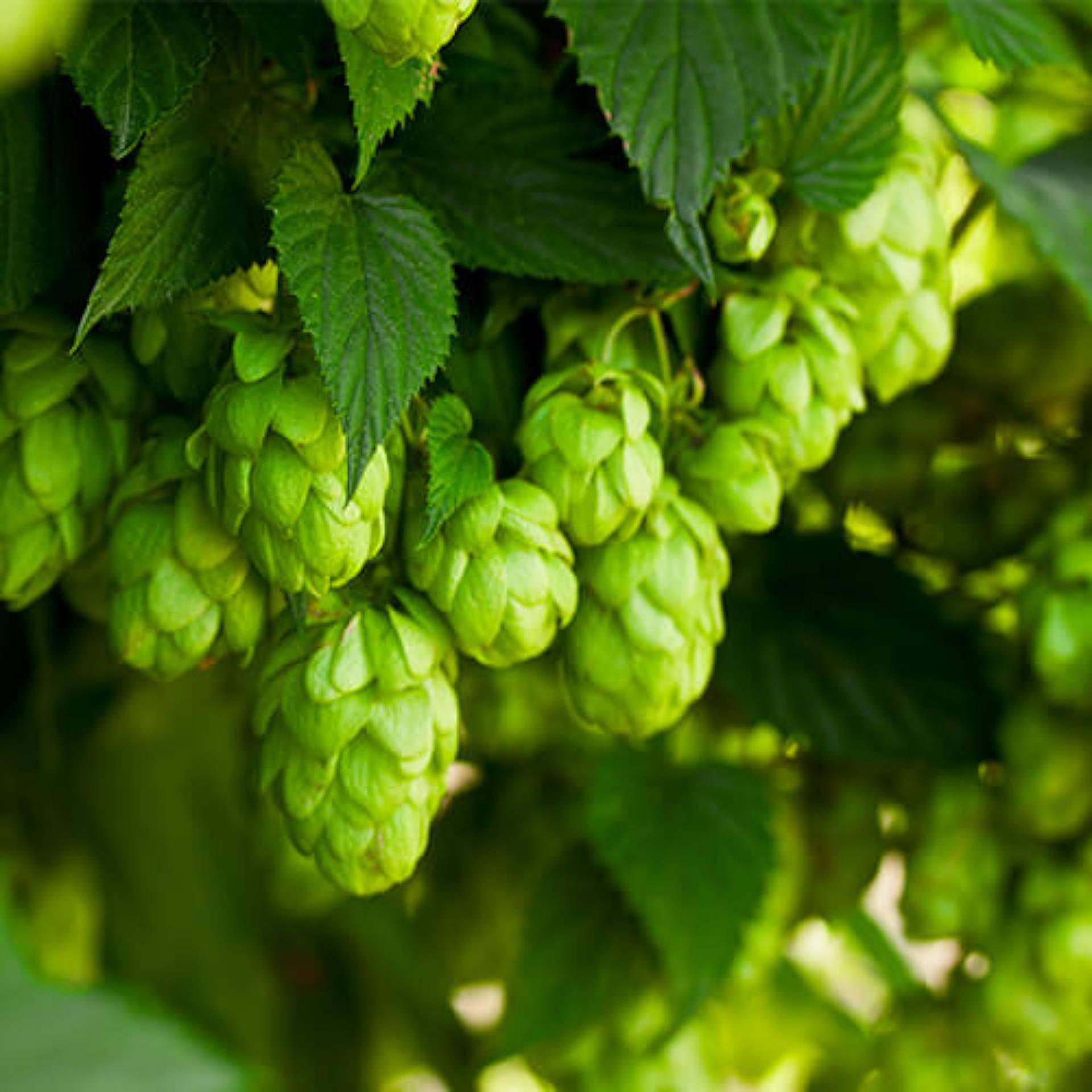 Hops flowers