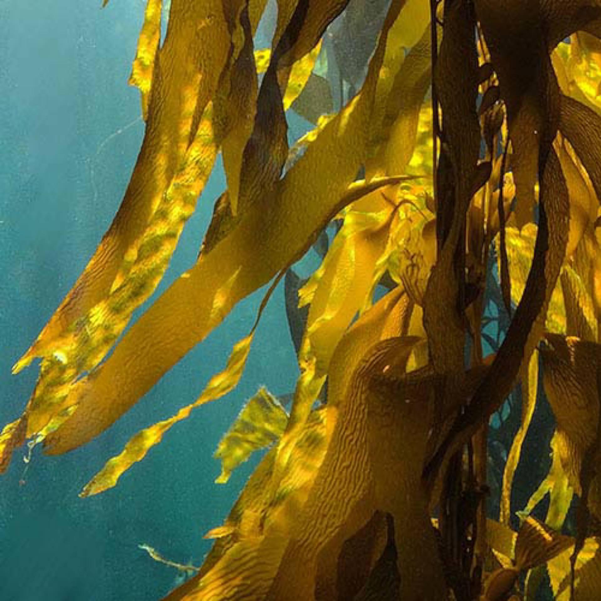 Kelp