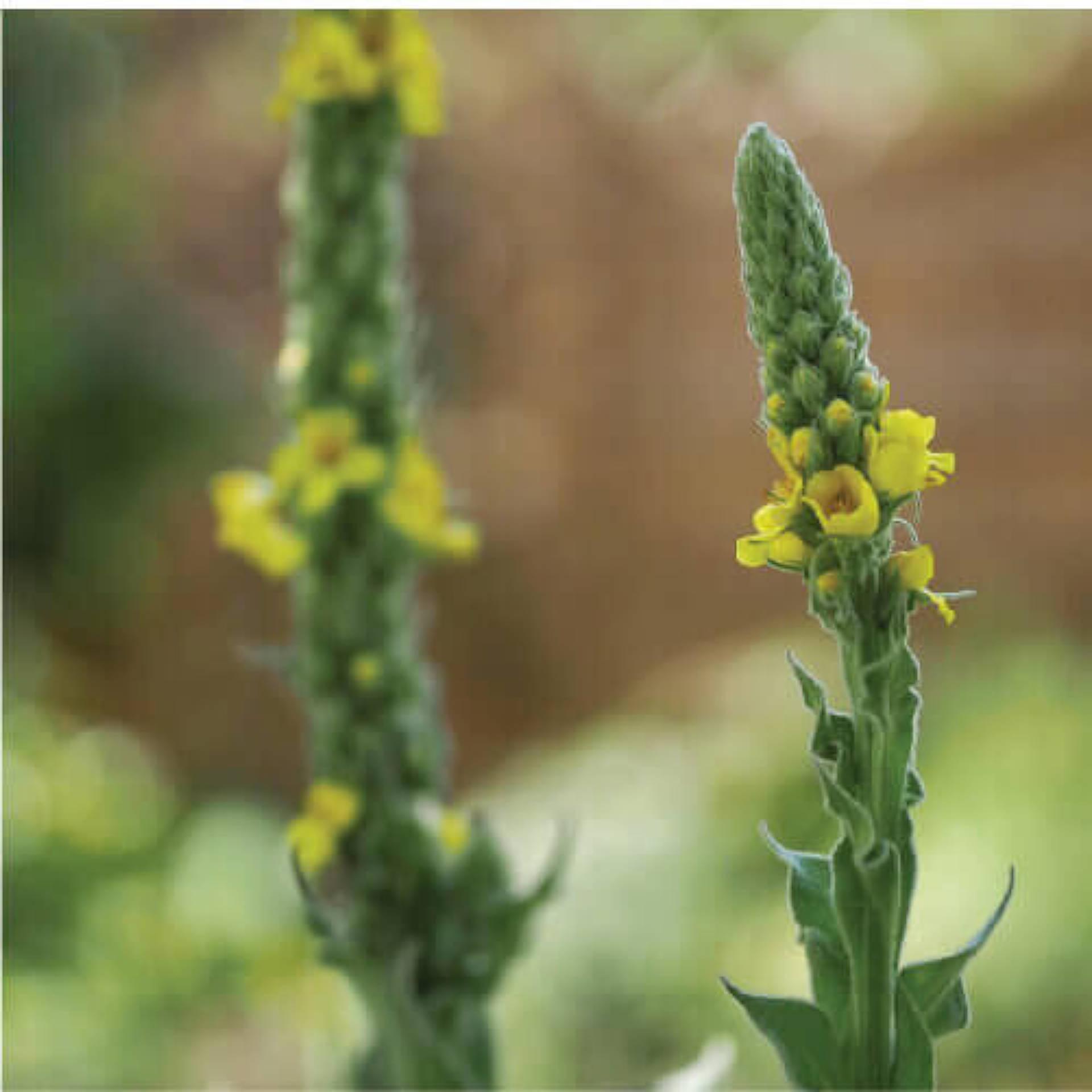 Mullein