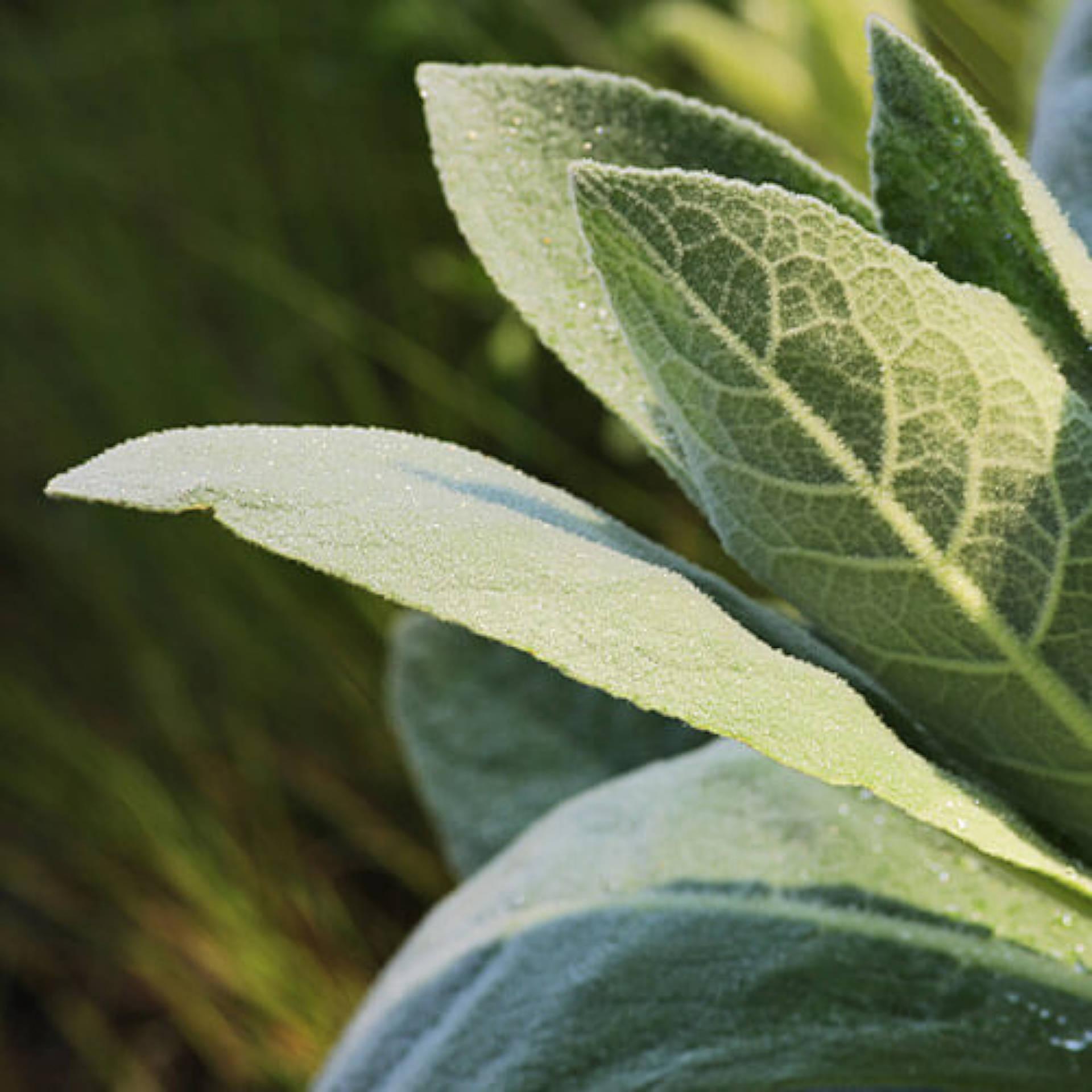 Mullein leaf