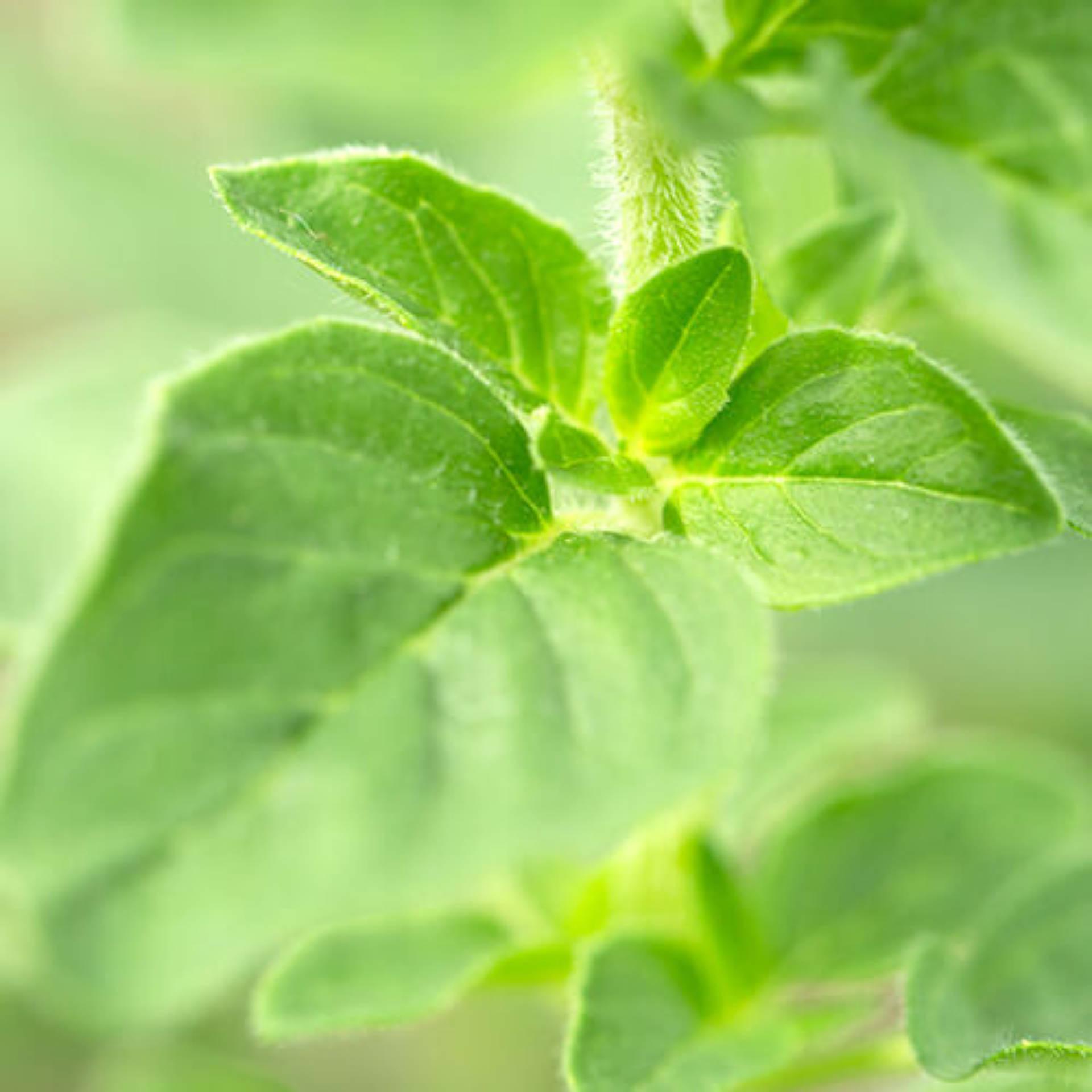 Oregano leaves