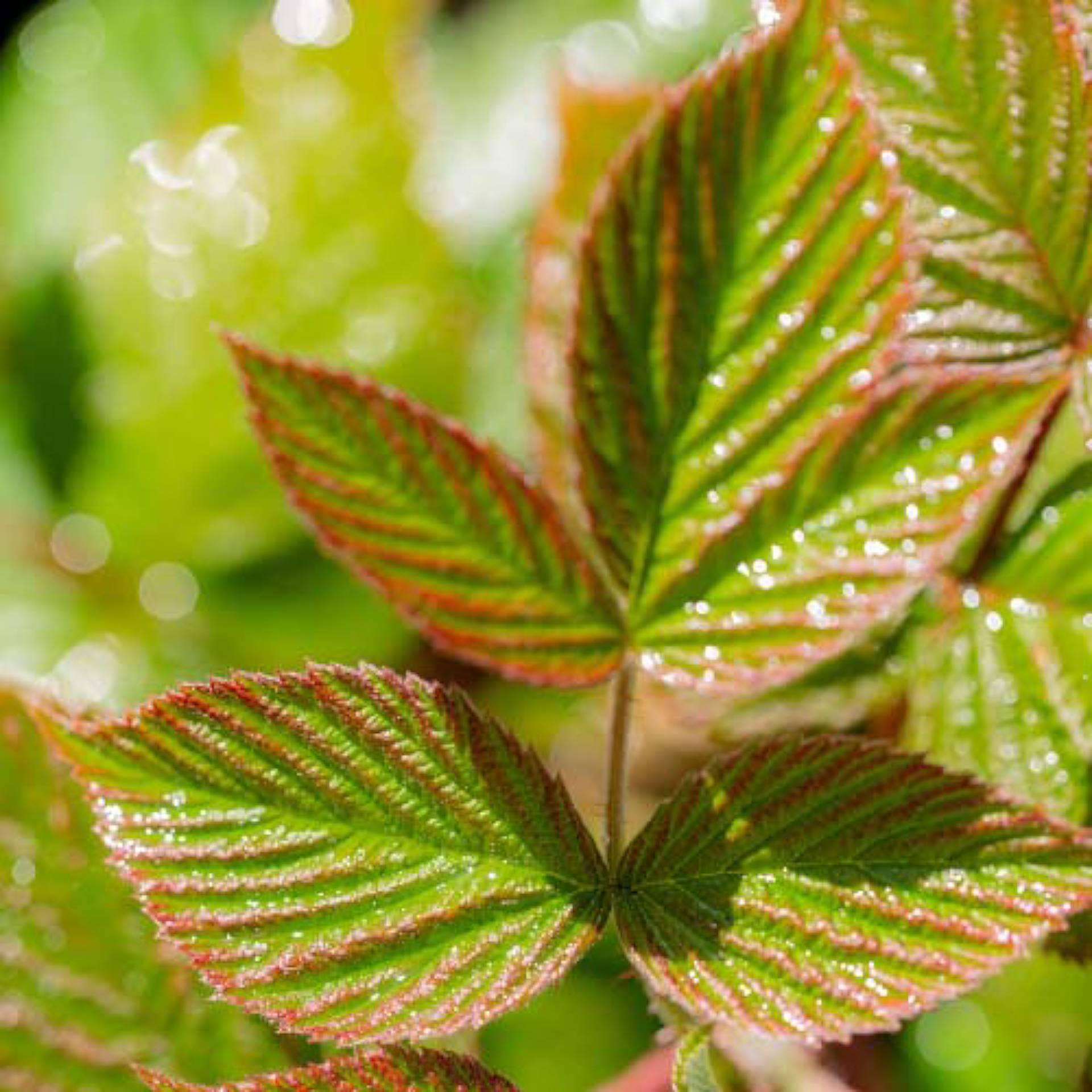 Red Raspberry Leaves