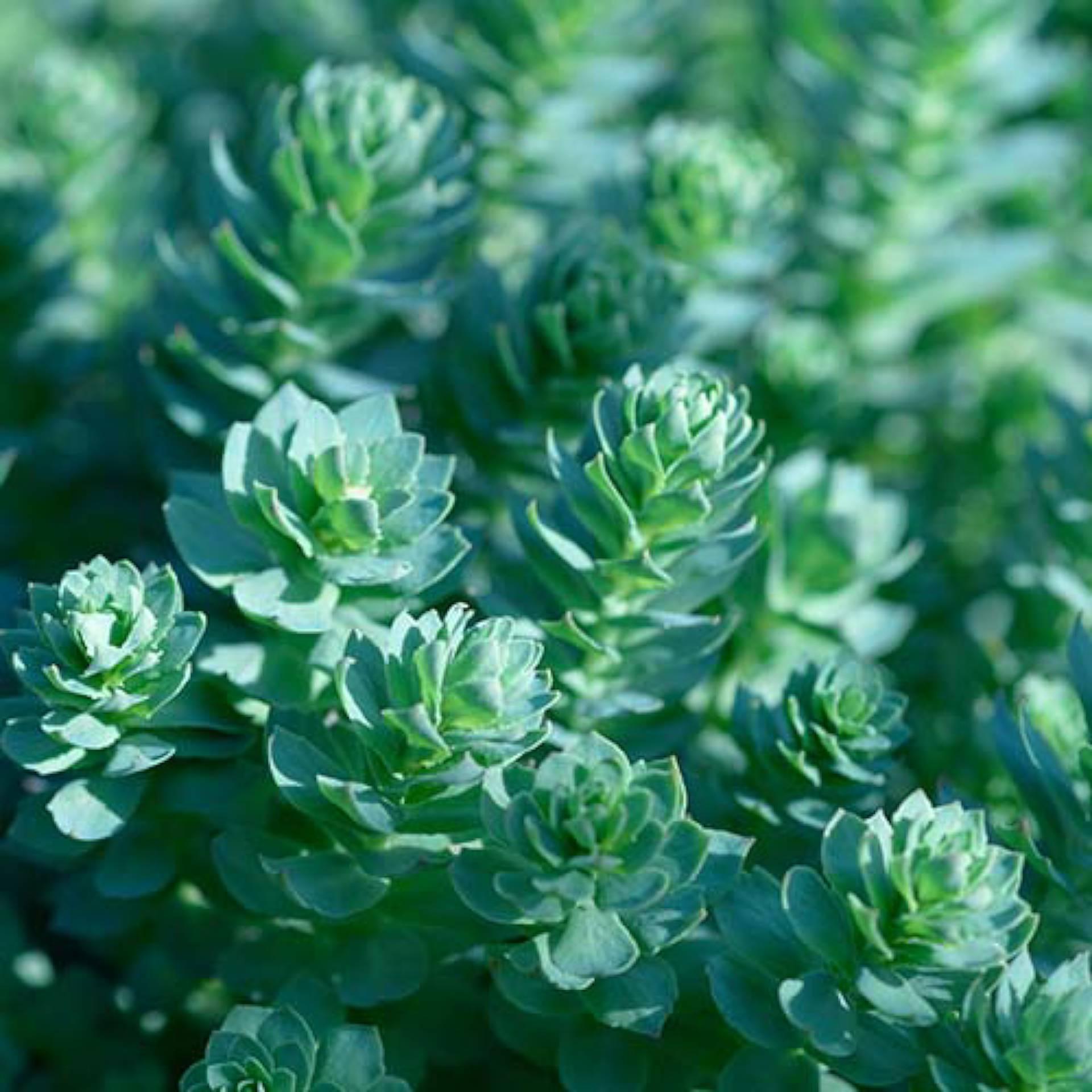 Rhodiola 