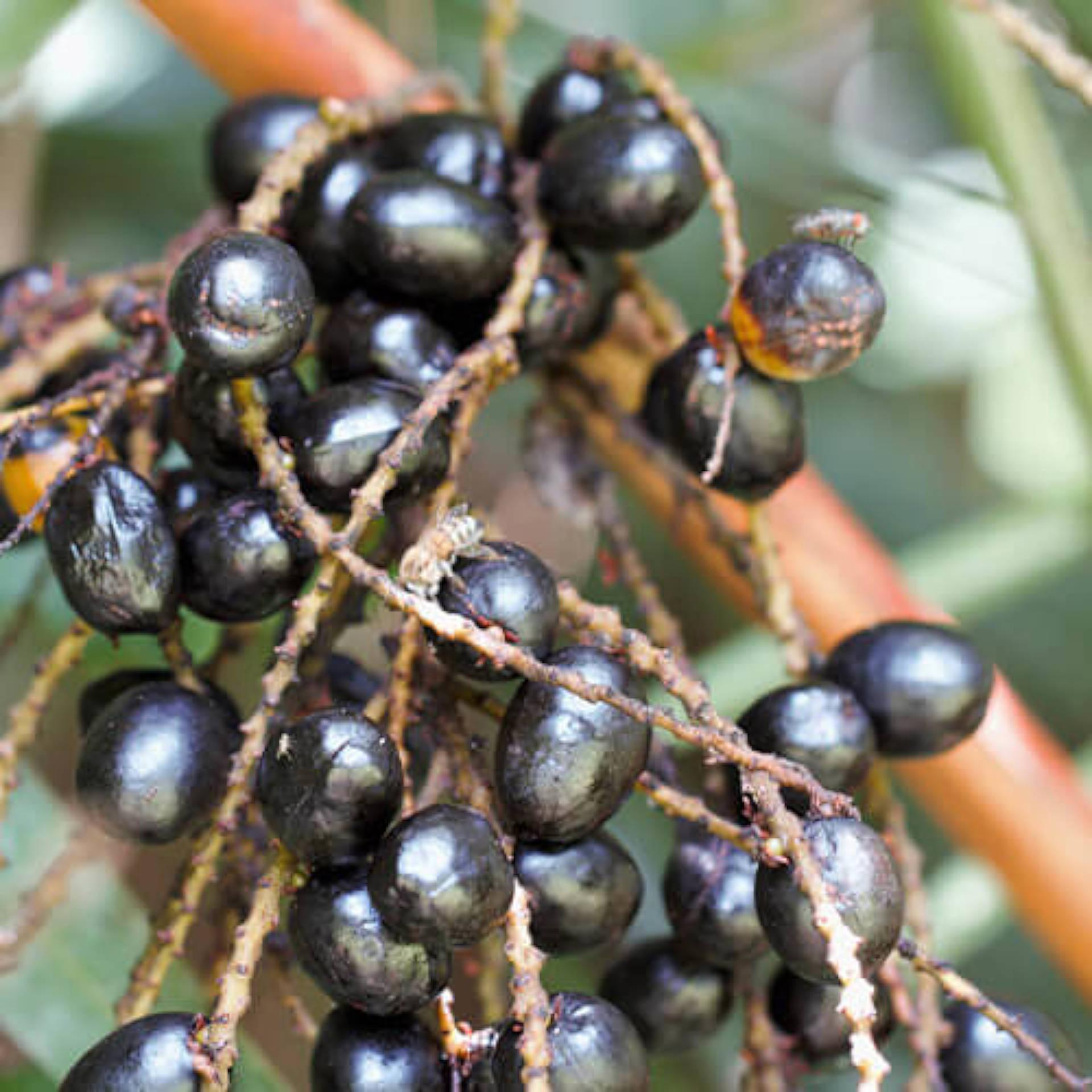 Saw Palmetto Fruit Extract