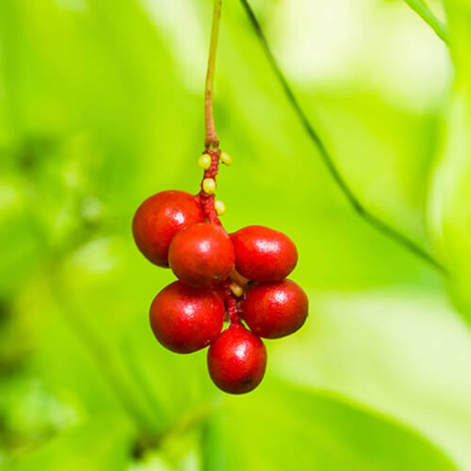 Schizandra Fruit