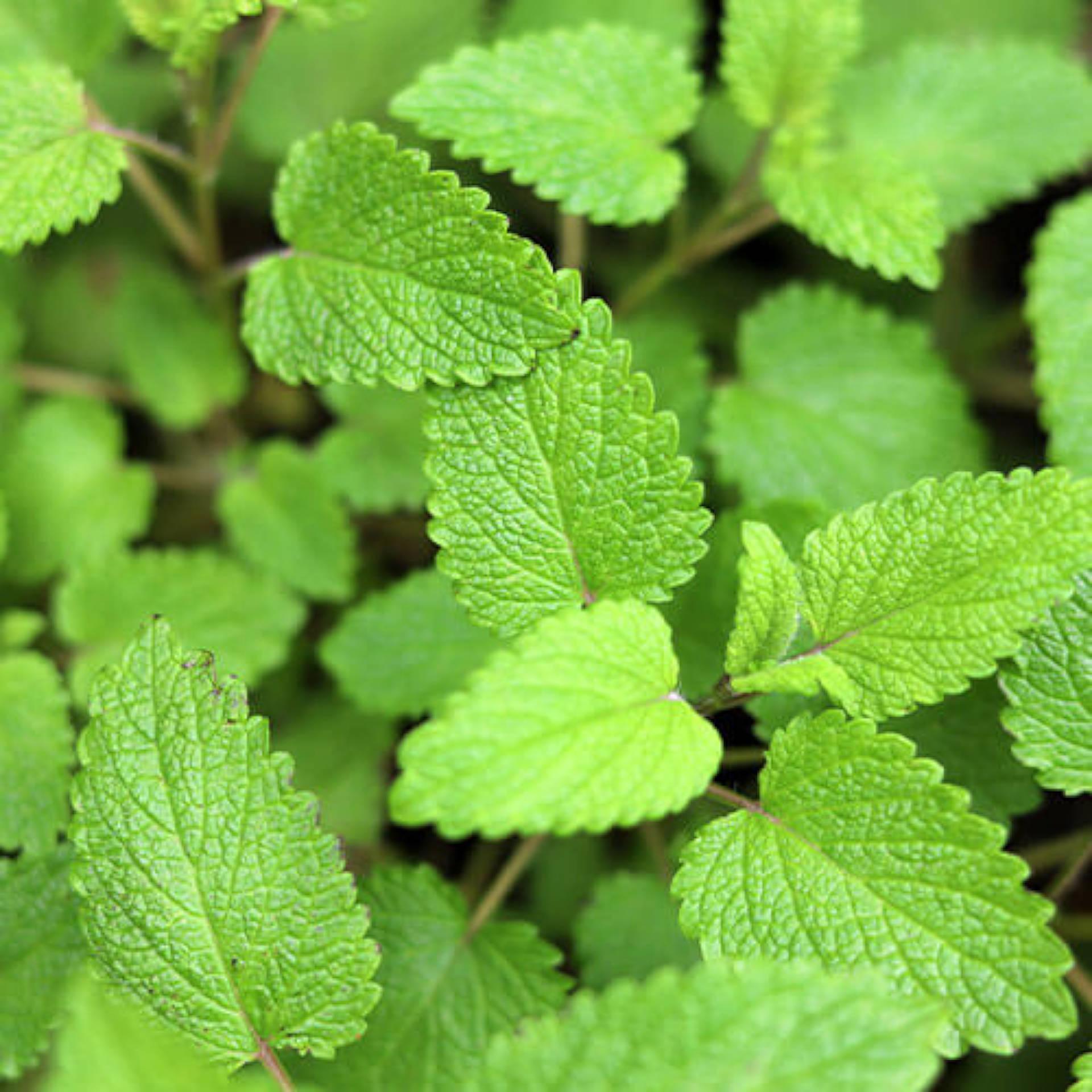 Feuilles de huile de menthe verte