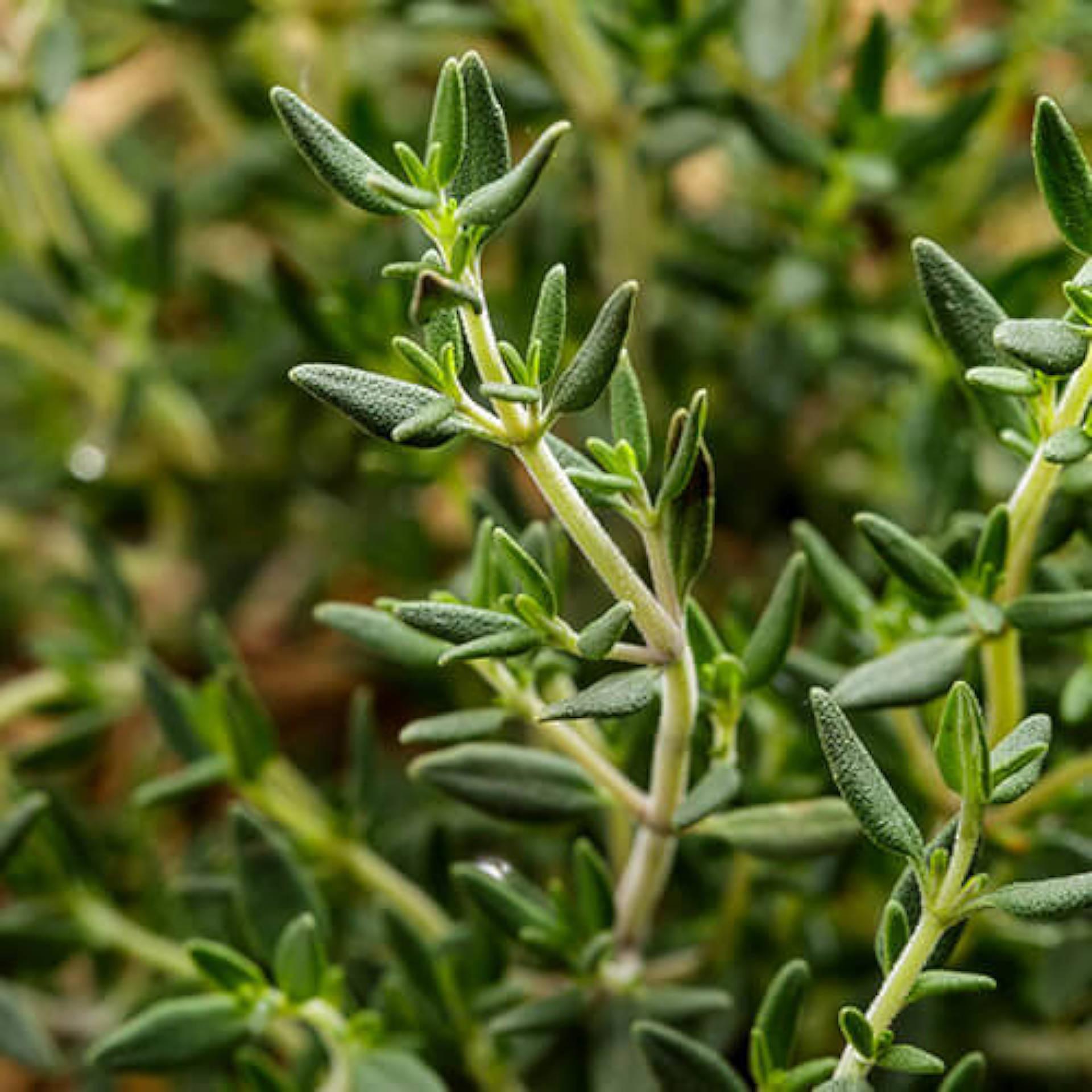 Thyme Leaves