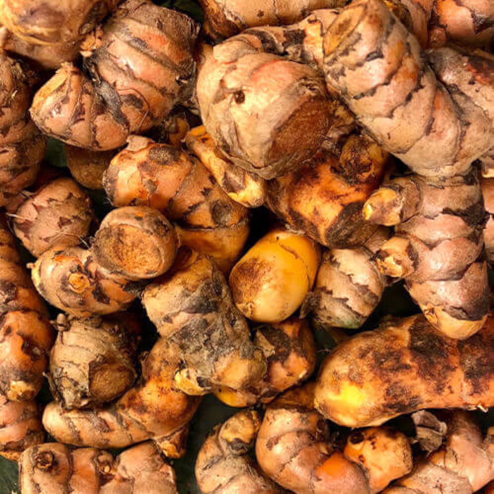 Curcuma