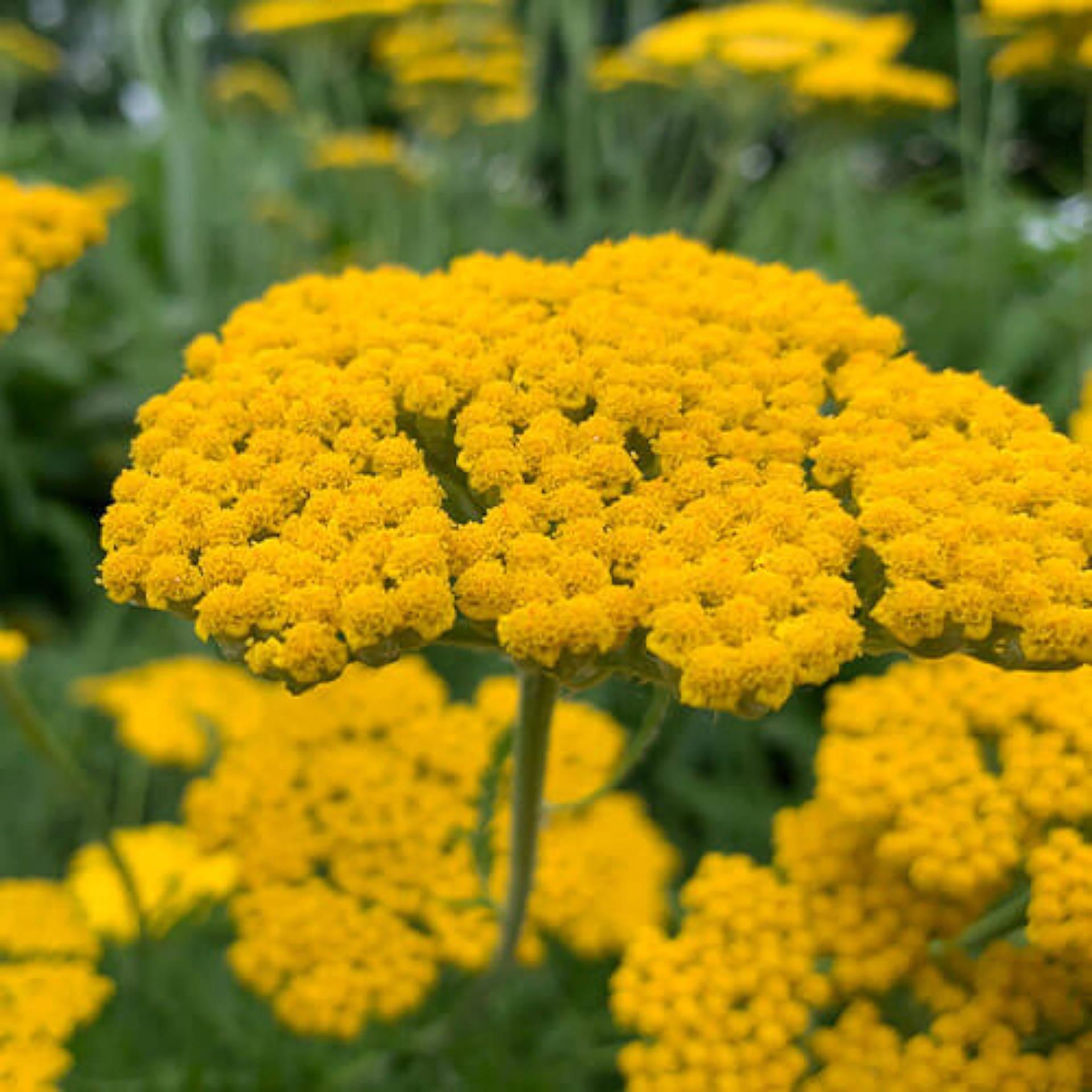 Yarrow