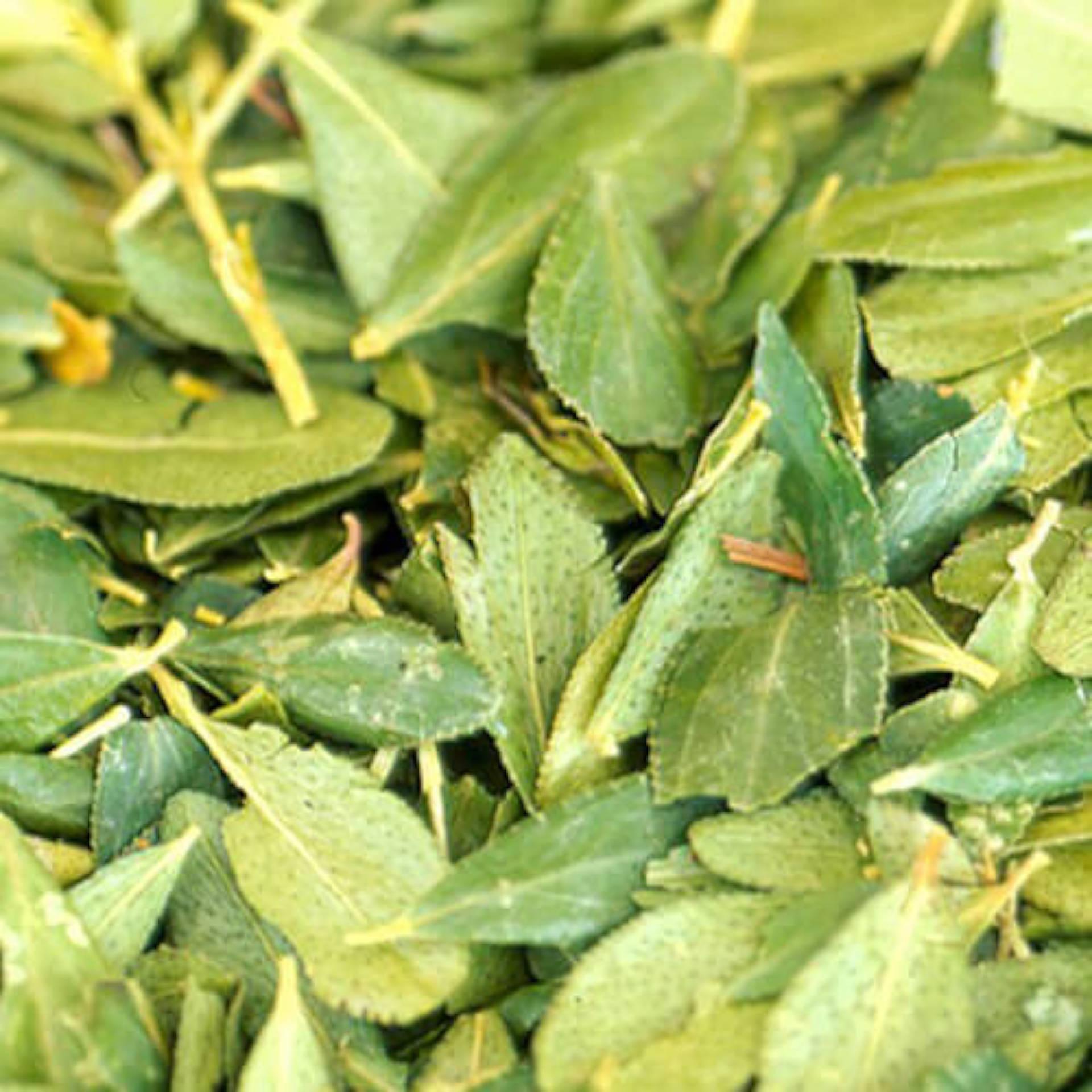 Buchu Leaf Extract