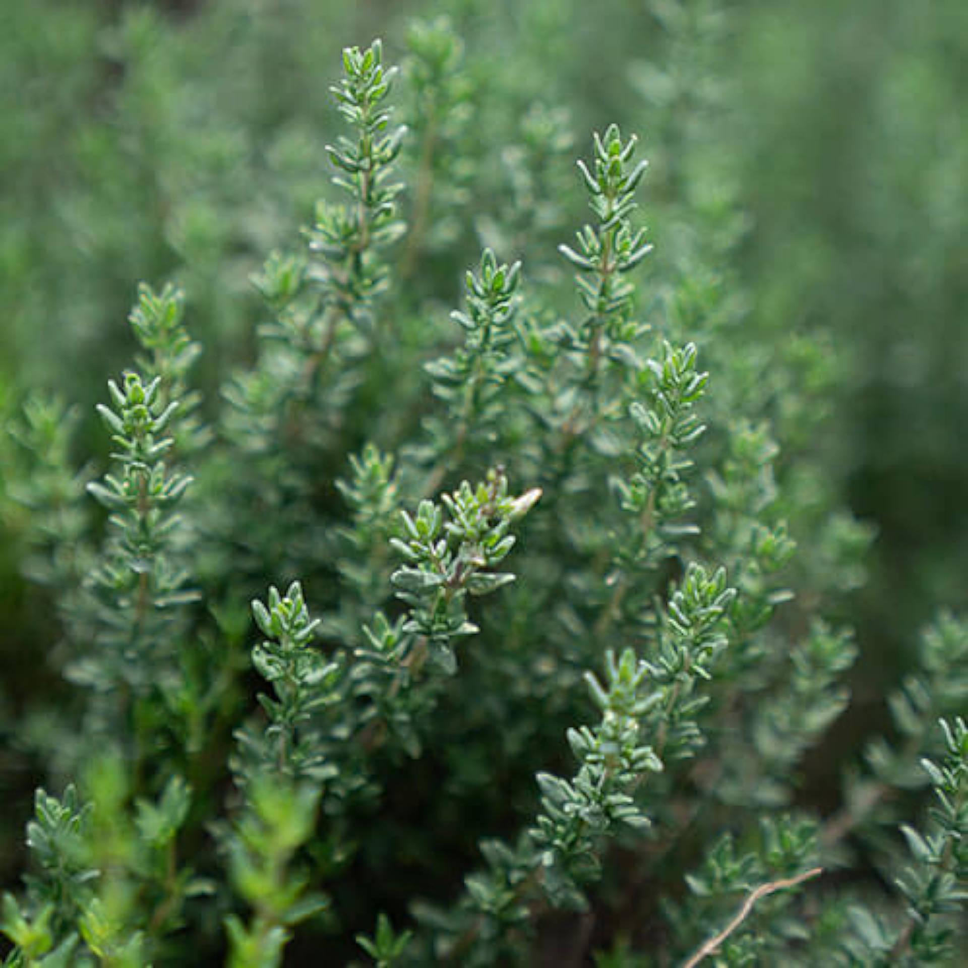 Thyme