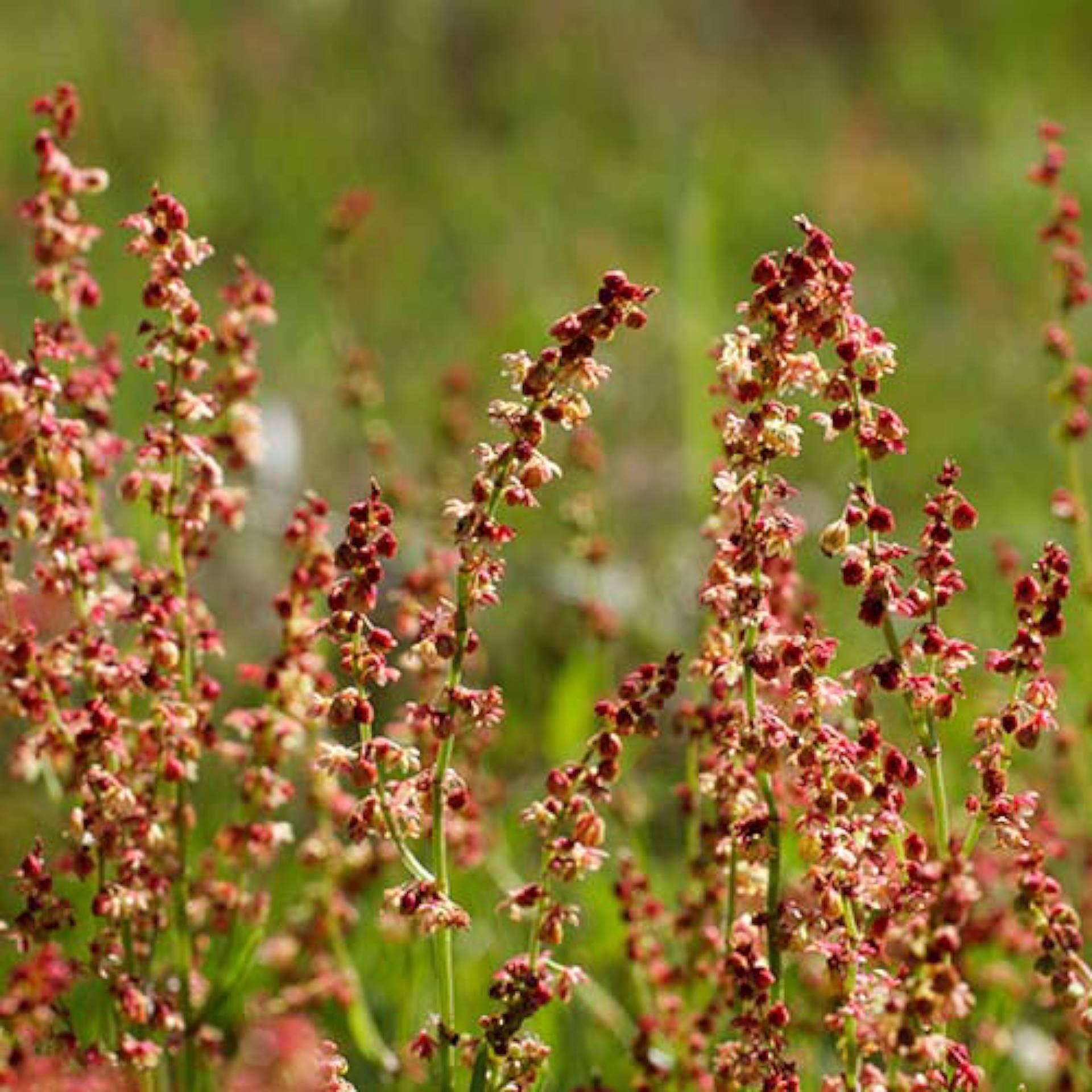 sheep sorrel aerial parts